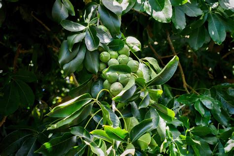 WHITE SAPOTE GROWING AND FRUITING IN NORTHERN CALIFORNIA, 55% OFF