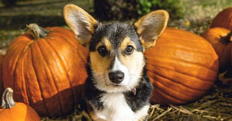 Pumpkin for Dogs: Health Benefits and Guide — Pumpkin®