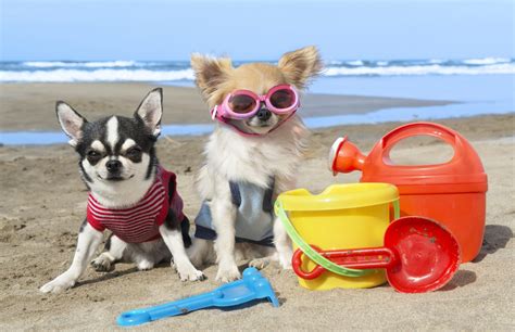 Must-Have Beach Gear for Your Dog | Greenfield Puppies