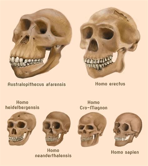 Human evolution skulls by amircea | Human evolution, Prehistory ...