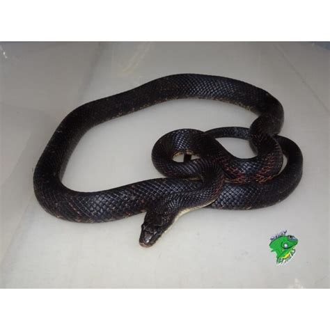 Texas Rat Snake - juvenile to adult - Strictly Reptiles