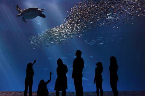 Monterey Bay Aquarium