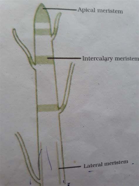 Meristematic Tissue In Plants Diagram