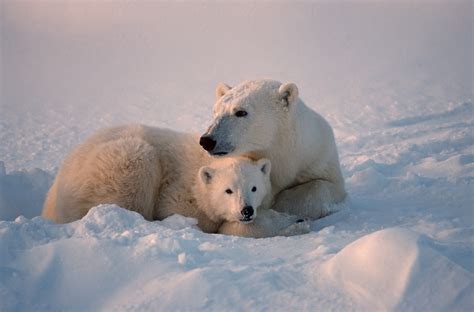 In Search of Polar Bears | Amazing Adventures Travel