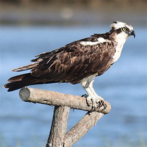 Ospreys Have A Shocking Spring Migration — Save Coastal Wildlife