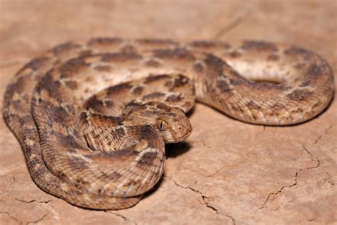 White-bellied carpet viper | From a dry river valley in sout… | Flickr