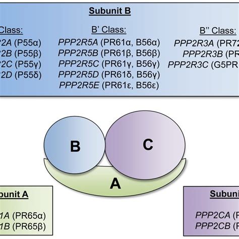 The Pseudoautosomal Regions and Genes. Schematic of the X and Y sex ...