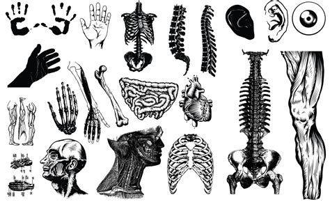 Anatomy Vector Pack