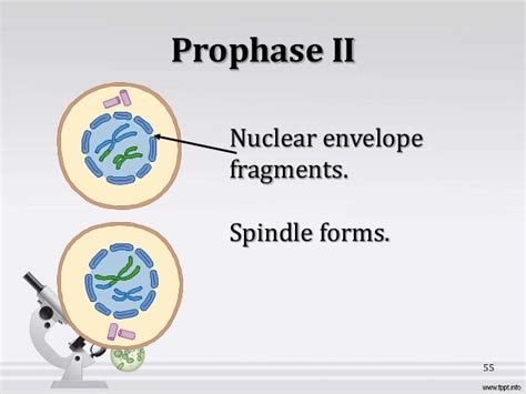 In meiosis, how does prophase I differ from prophase II?﻿ | Socratic