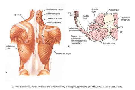 Can manual therapy alter the thoracolumbar fascia?