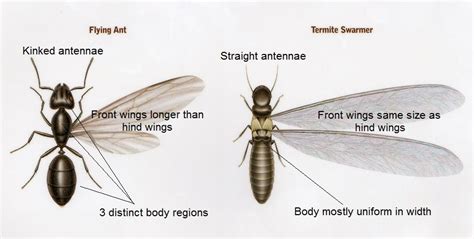 Winged Termites and Flying Ants - Know the Difference