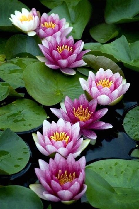 40 Peaceful Lotus Flower Painting Ideas - Bored Art