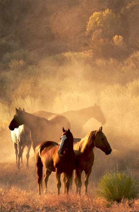 Horses In The Sunset Wallpaper