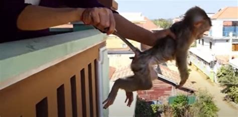 Footage of baby monkeys beaten, tortured to death sparks fury