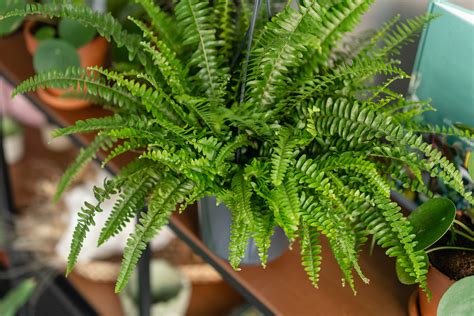 How to Grow Nephrolepis - Sword Fern