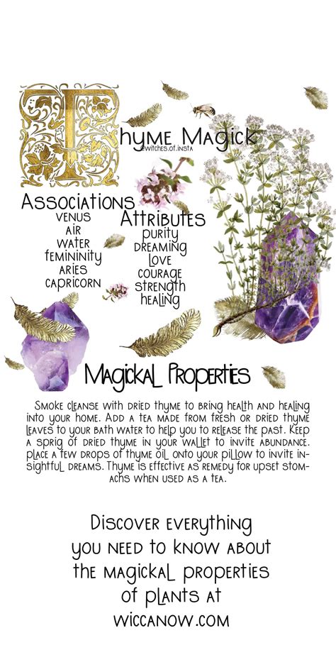 The Courageous Magickal Properties Of Thyme | Magic herbs, Wiccan spell ...