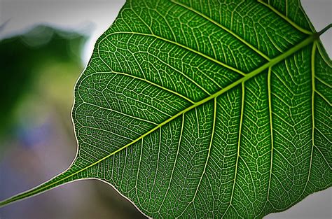 Peepal Tree Leaves