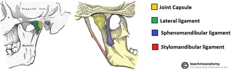 Temporomandibular Joint Diagram