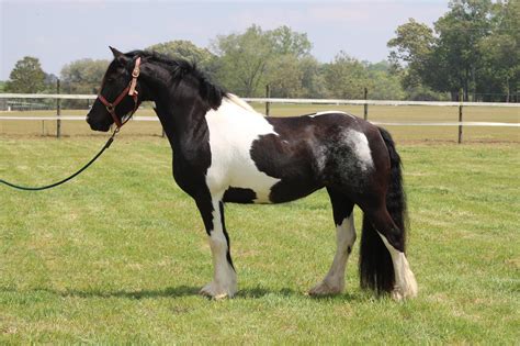 Friesian Mountain Horse for Sale | Rolling Hills Ranch SC Friesian Horses