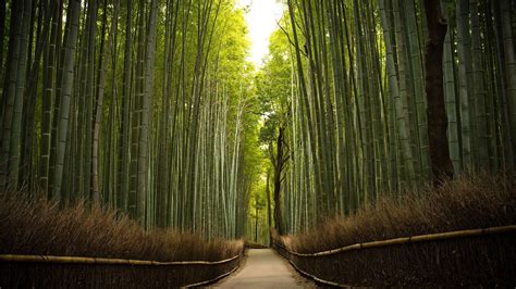 Chinese Bamboo Wallpapers - Top Những Hình Ảnh Đẹp