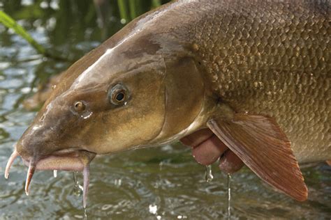 Barbel Society's Research and Conservation projects - Angler's Mail