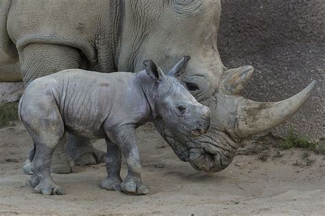 Three-Day-Old Southern White Rhino Relaxes with Mother | San diego zoo ...