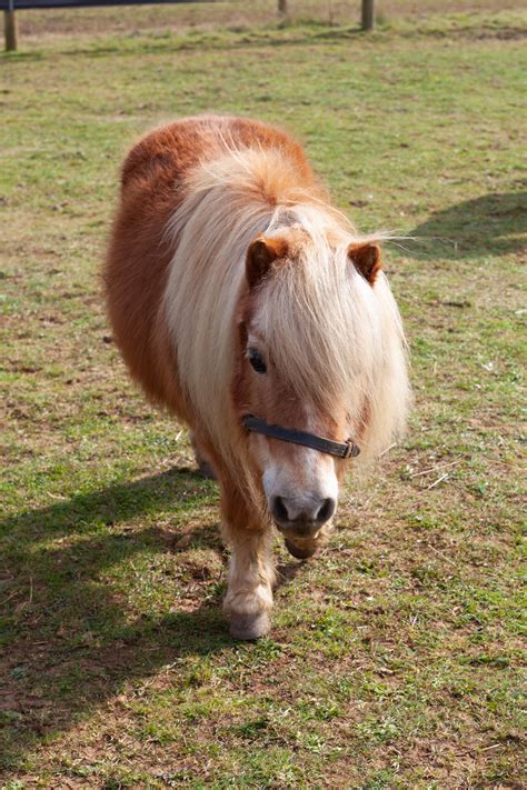 Shetland Ponies found living in horrific conditions found loving new ...