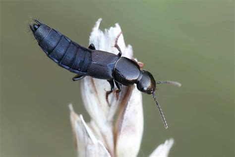 Rove Beetle - A-Z Animals