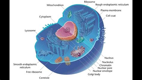 50+ Animal Cell 3D Drawing PNG - COLORIST