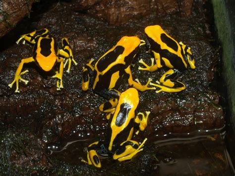 Dendrobates tinctorius 'Giant Orange' » Amphibian Care