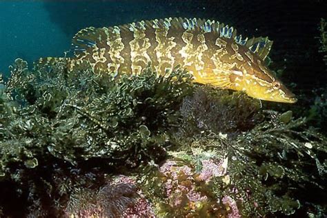 Giant Kelpfish : (Heterosticbus rostratus) @ Fun ScubaDiver Picture ...