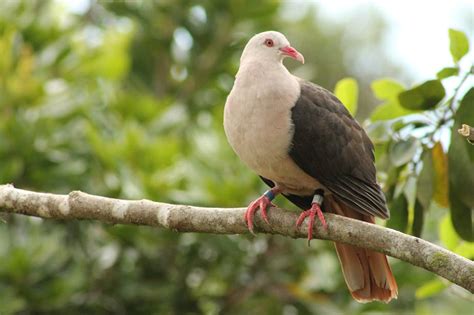 How a genetic rescue mission could save the pink pigeon in Mauritius