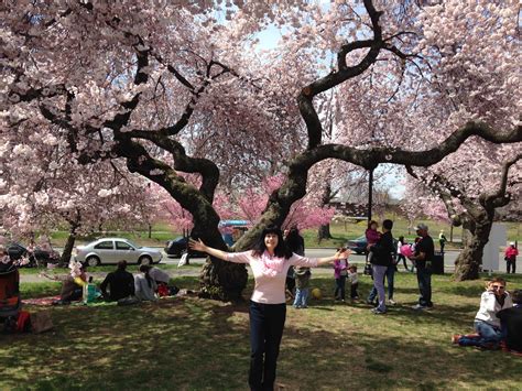 Newark Cherry Blossom Festival and Vegan Meals - Vegan World Trekker ...