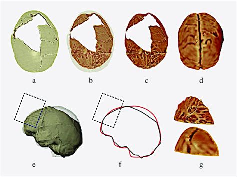 a-g. Brain endocast reconstruction and volume of the brain including ...