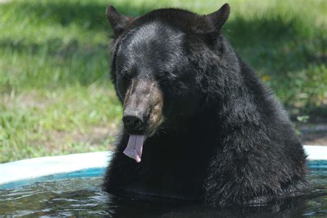 Florida Black Bear Facts