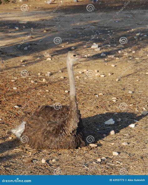 Female an ostrich stock image. Image of attention, sand - 4393773