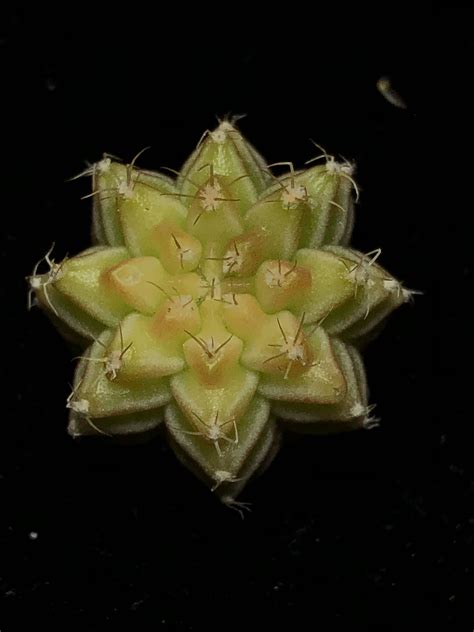 V Gymno lime, yellow, pinkish 2cm. (gymno, gymnocalycium) , Gardening ...