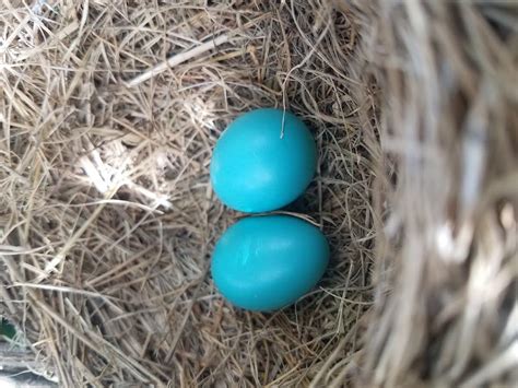 What bird lays blue eggs? What do cardinal eggs look like? Look at ...