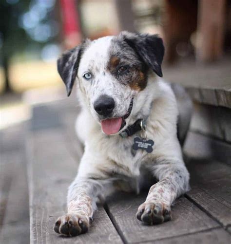 Blue Heeler Aussie Mix Puppies