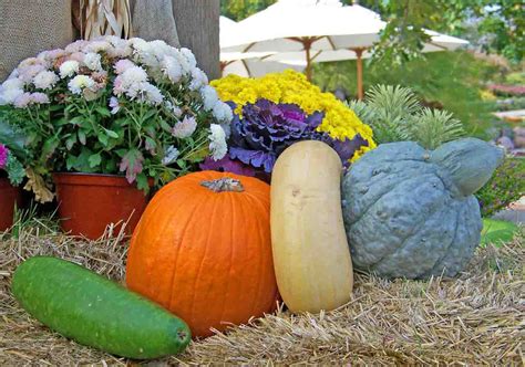 10 Different Types of Gourds that are Edible | Balcony Garden Web