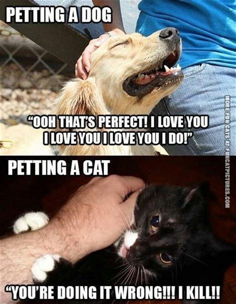 Dog Vs Cats: Who Wins? - Litter Tray | Memes