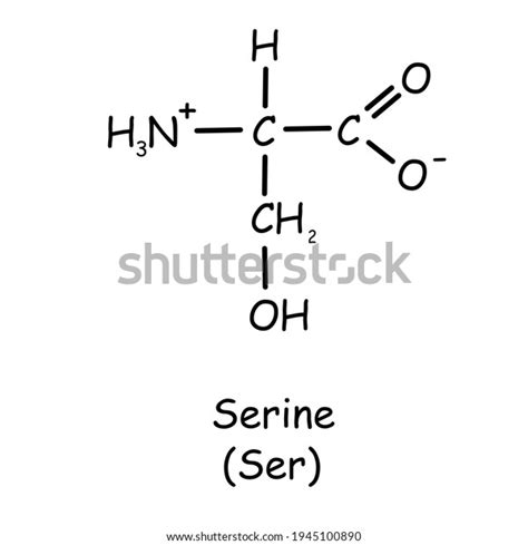 Amino Acid Chemical Structure Serine Ser Stock Illustration 1945100890 ...