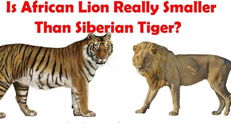 Lion Vs Tiger Size