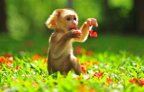 Playful little monkey on a sunny day Macaque Monkey, Baby Animals, Cute ...