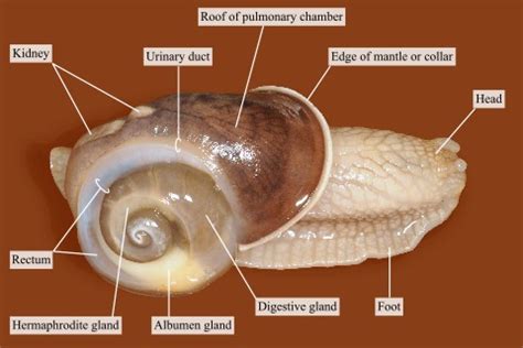 Snail after removal of the shell · Atlas of Animal Anatomy and Histology