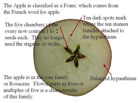 Apple Anatomy Cross-Section