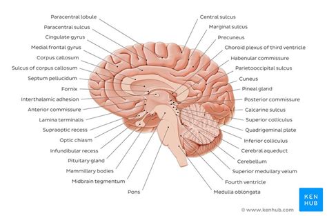 Midsagittal section of the brain: Anatomy | Kenhub