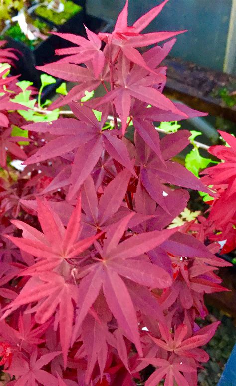 Little Red Dwarf Japanese Maple- Brick Red Leaves on a Tight Compact ...