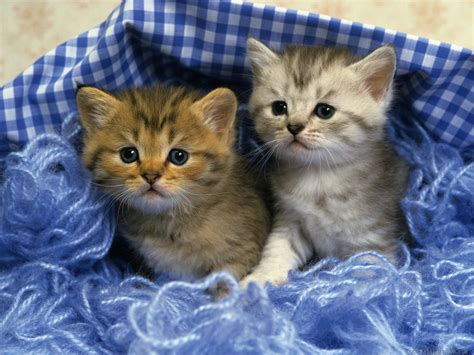 Cute Kittens Wallpapers - Wallpaper Cave