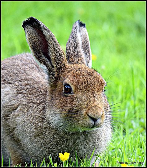 Irish Hare | BirdForum